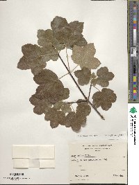 Acer opalus image