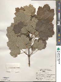 Acer opalus image