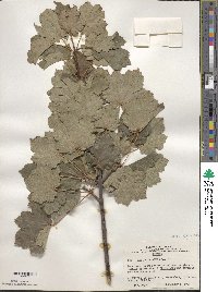 Acer opalus image