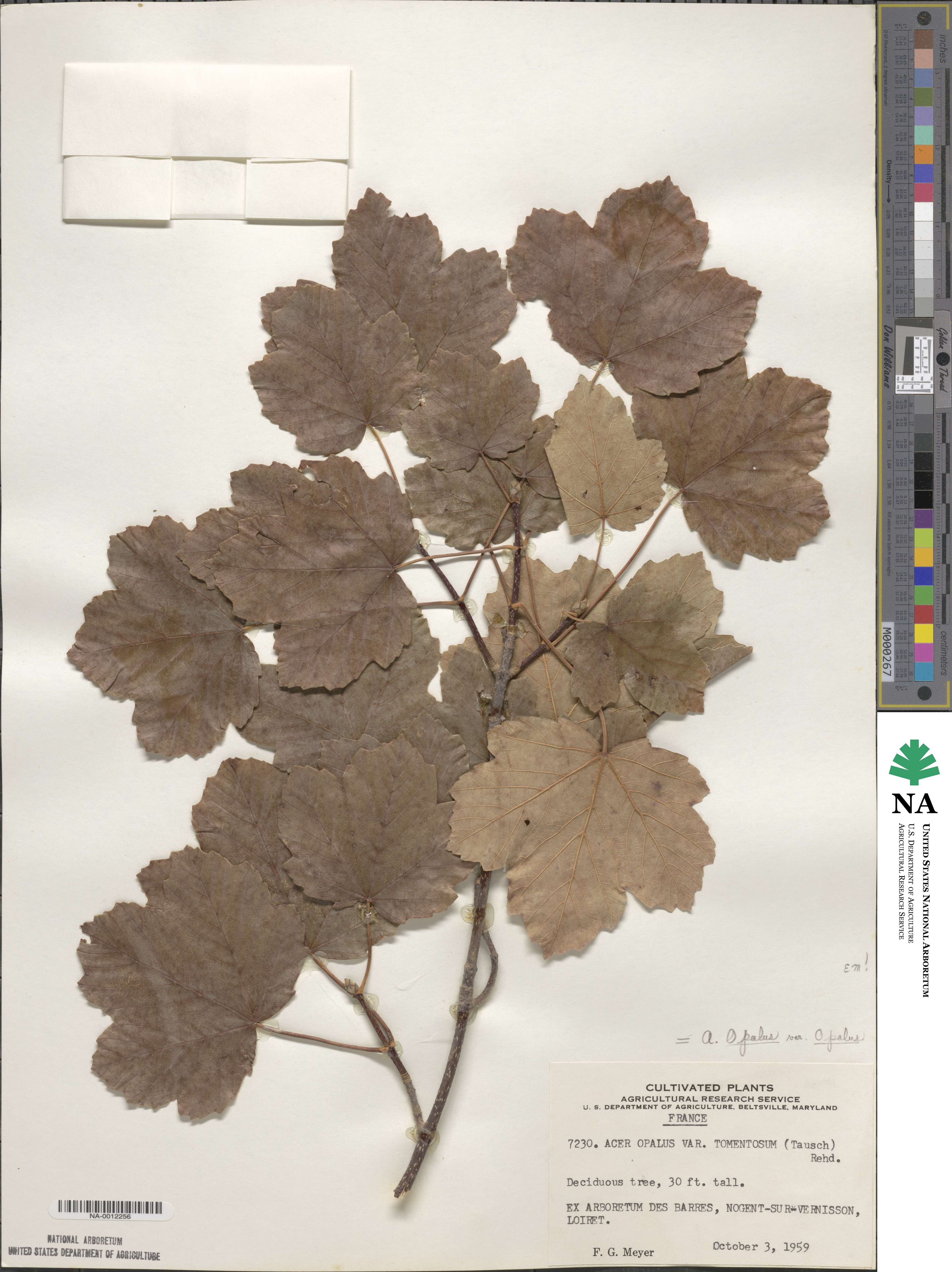 Acer opalus image