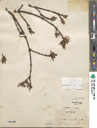 Acer opalus image