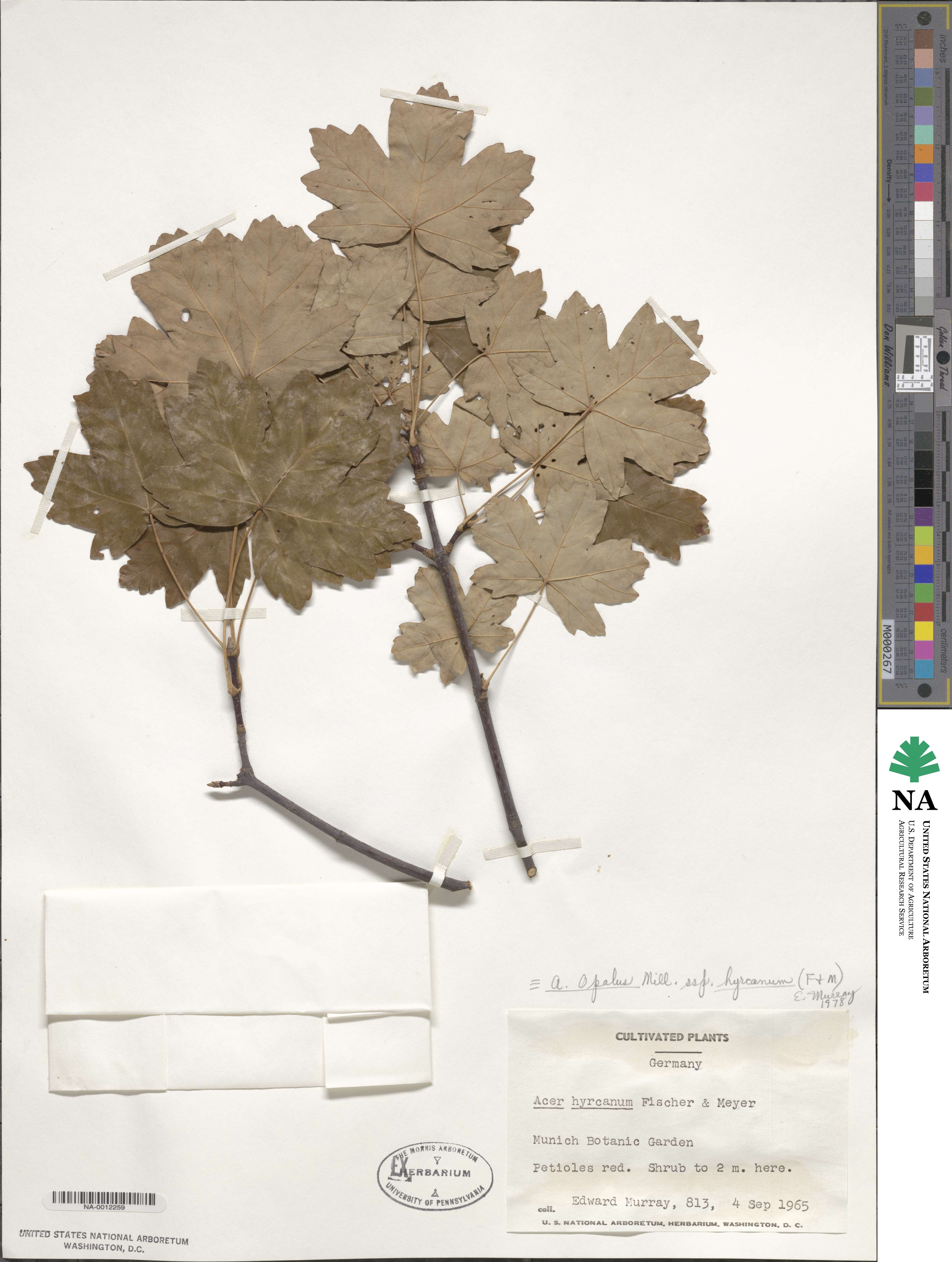 Acer hyrcanum image