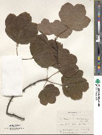 Acer opalus subsp. obtusatum image