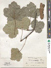 Acer opalus subsp. obtusatum image