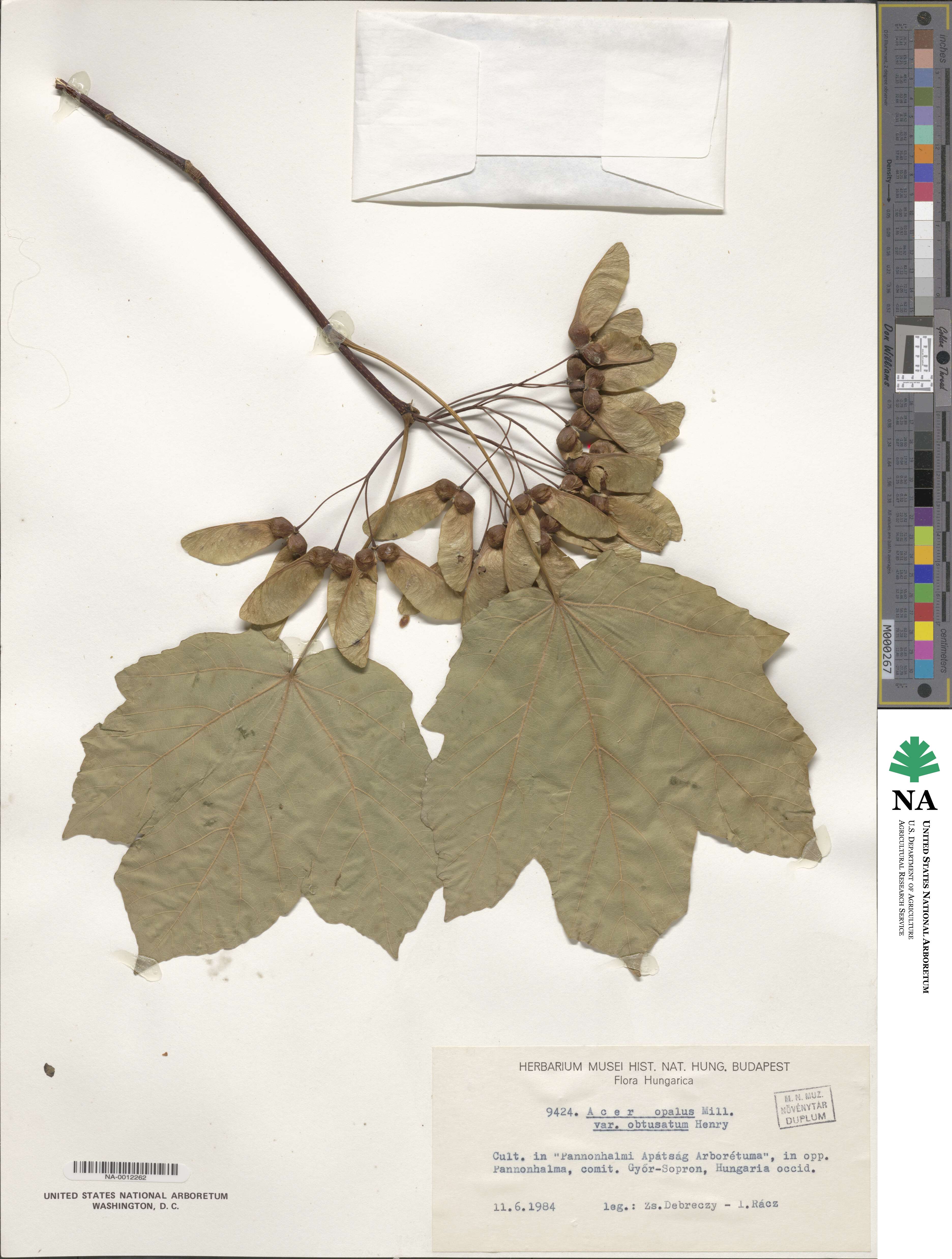 Acer opalus subsp. obtusatum image