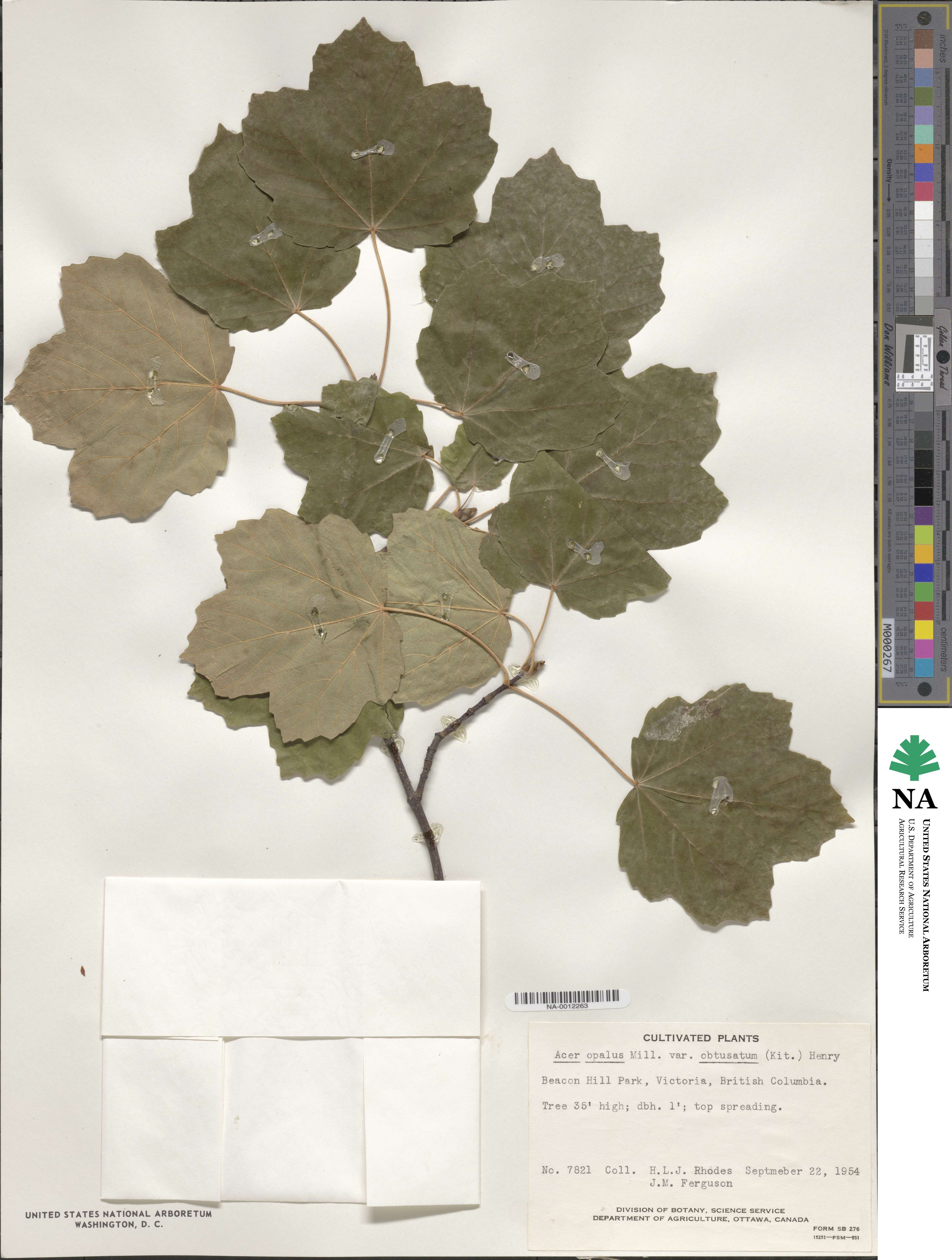 Acer opalus subsp. obtusatum image