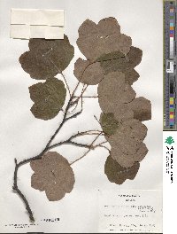 Acer opalus subsp. obtusatum image