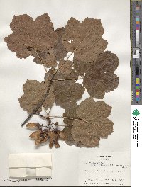 Acer obtusatum image