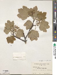 Acer obtusatum image