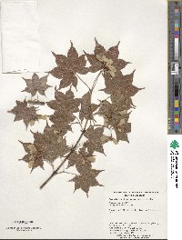 Acer palmatum var. amoenum image