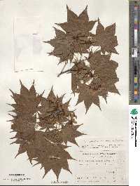 Acer palmatum var. amoenum image