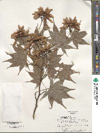 Acer palmatum var. amoenum image