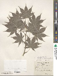 Acer palmatum var. amoenum image