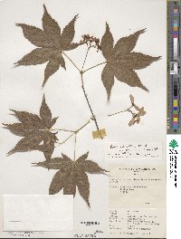 Acer palmatum var. amoenum image