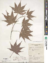 Acer palmatum var. amoenum image