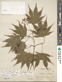 Acer palmatum var. amoenum image