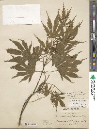 Acer palmatum var. amoenum image