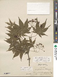 Acer palmatum var. amoenum image