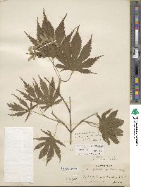 Acer palmatum image