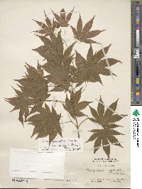 Acer palmatum var. amoenum image