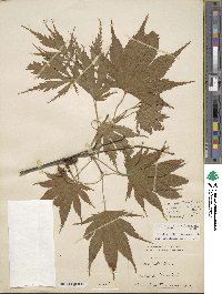 Acer palmatum var. amoenum image