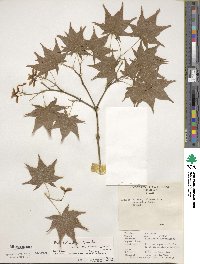 Acer palmatum var. amoenum image