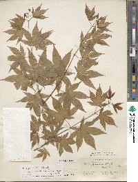 Acer palmatum var. amoenum image