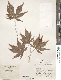 Acer palmatum image