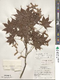 Acer palmatum var. amoenum image