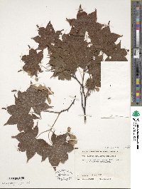 Acer palmatum var. amoenum image