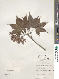 Acer palmatum var. amoenum image