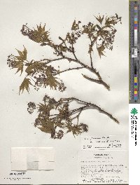 Acer palmatum var. amoenum image