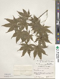 Acer palmatum var. amoenum image