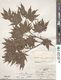 Acer palmatum image