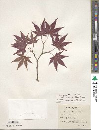 Acer palmatum var. amoenum image