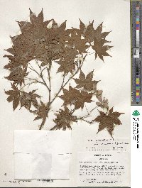 Acer palmatum var. amoenum image