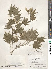 Acer palmatum image