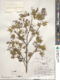 Acer palmatum var. amoenum image