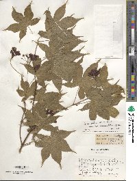 Acer palmatum var. amoenum image