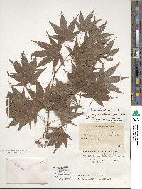 Acer palmatum var. amoenum image