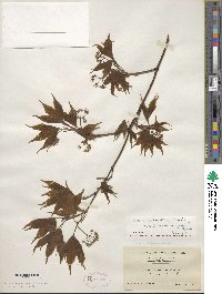 Acer palmatum var. amoenum image