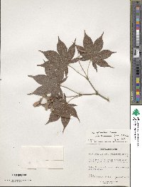 Acer palmatum image