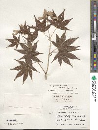 Acer palmatum var. amoenum image