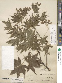 Acer palmatum var. amoenum image