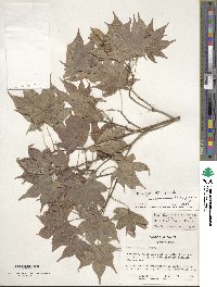 Acer palmatum image