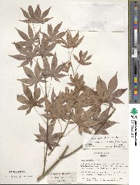 Acer palmatum image