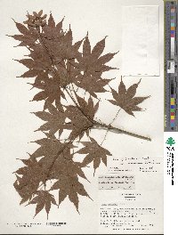 Acer palmatum var. amoenum image