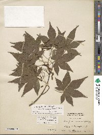 Acer palmatum var. amoenum image