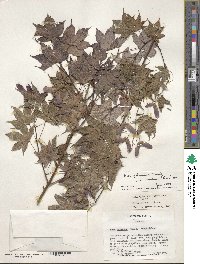 Acer palmatum image