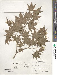 Acer palmatum var. amoenum image